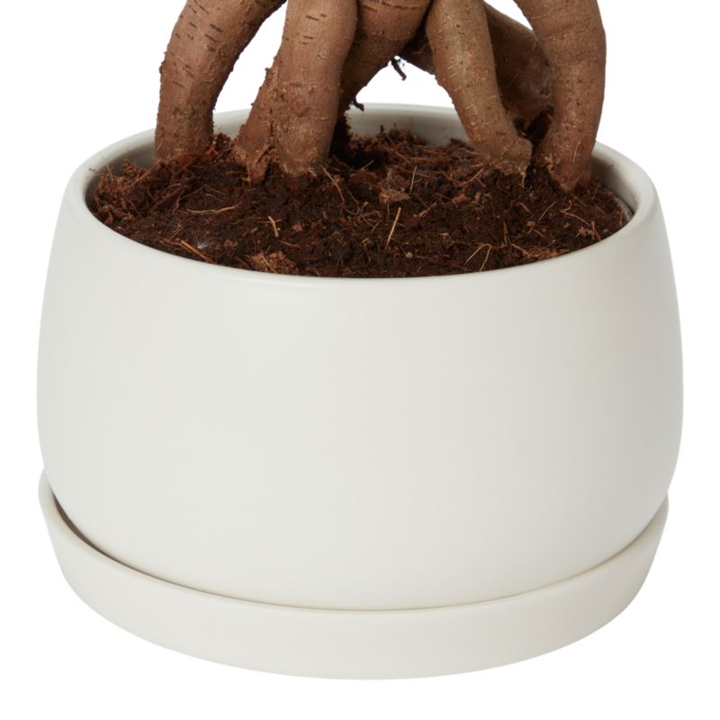 Figowiec Ginseng Bonsai Verve 15 cm wys. 30 cm