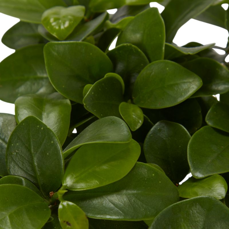 Figowiec Ginseng Bonsai Verve 15 cm