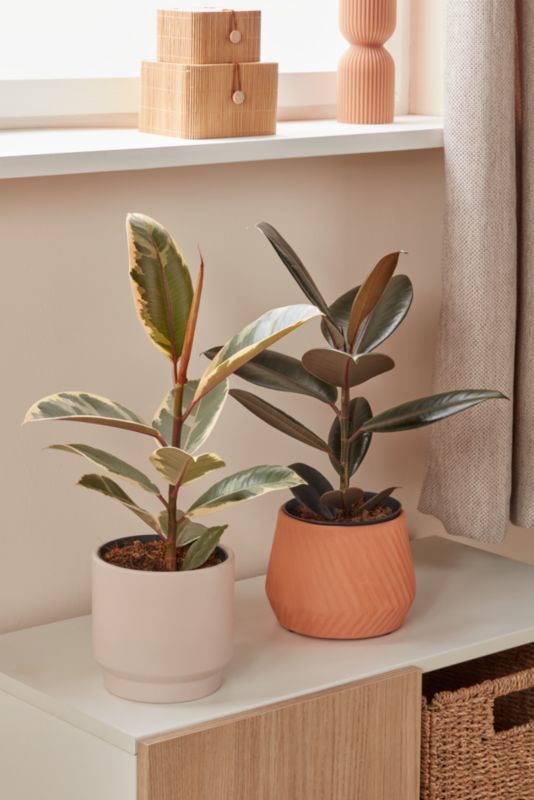 Figowiec Sprężysty mix 14 cm