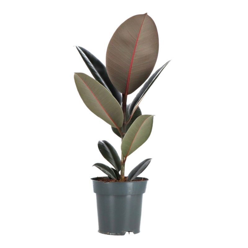 Figowiec Sprężysty mix 14 cm