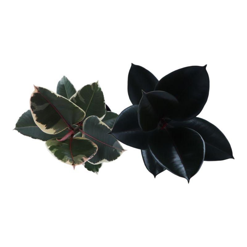 Figowiec Sprężysty mix 14 cm