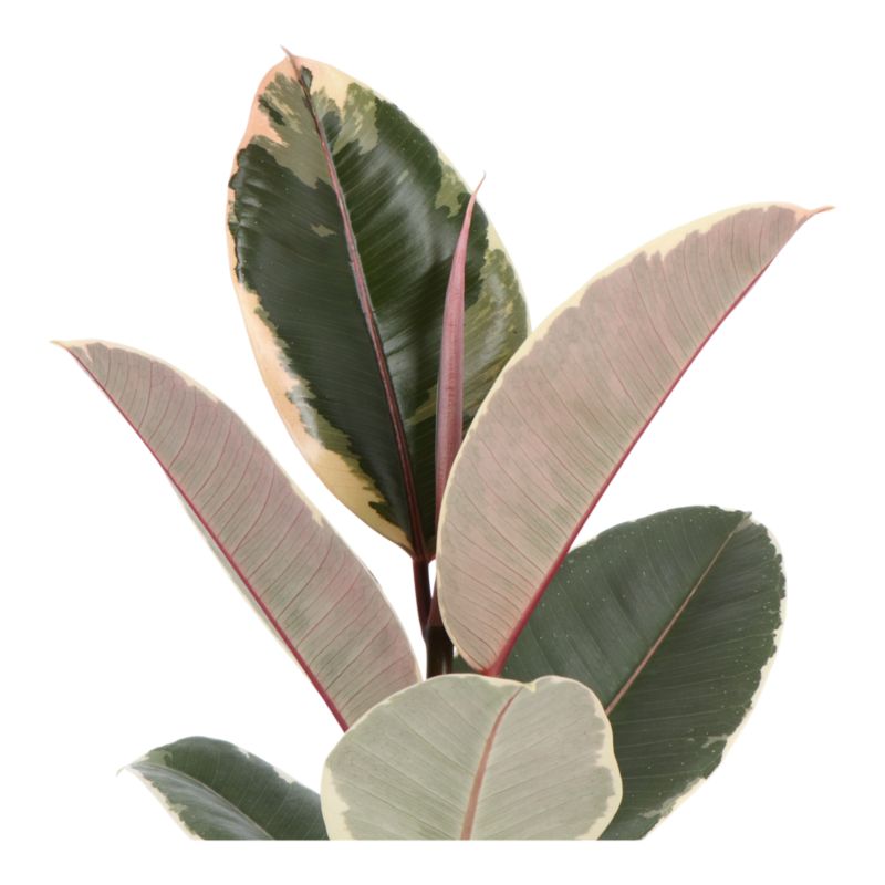 Figowiec Sprężysty mix 14 cm