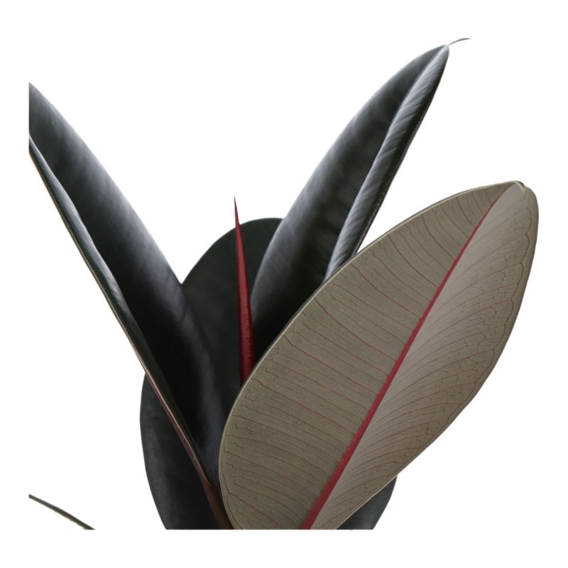 Figowiec Sprężysty mix 14 cm