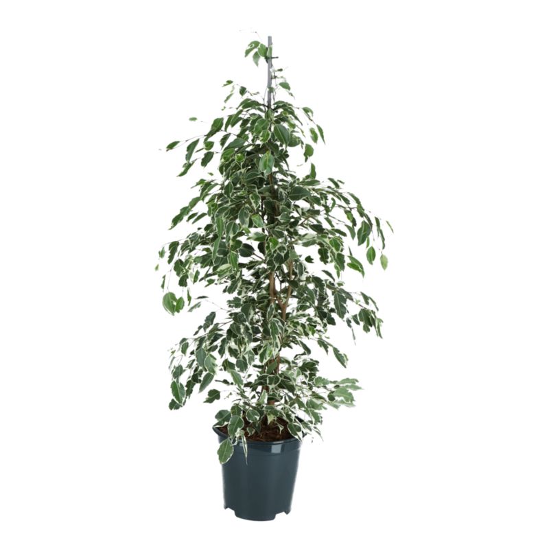 Fikus Benjamina doniczka 12 cm wys. 110 cm