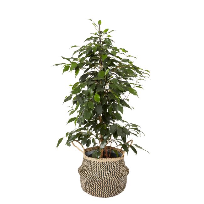 Fikus Benjamina doniczka 12 cm wys. 110 cm
