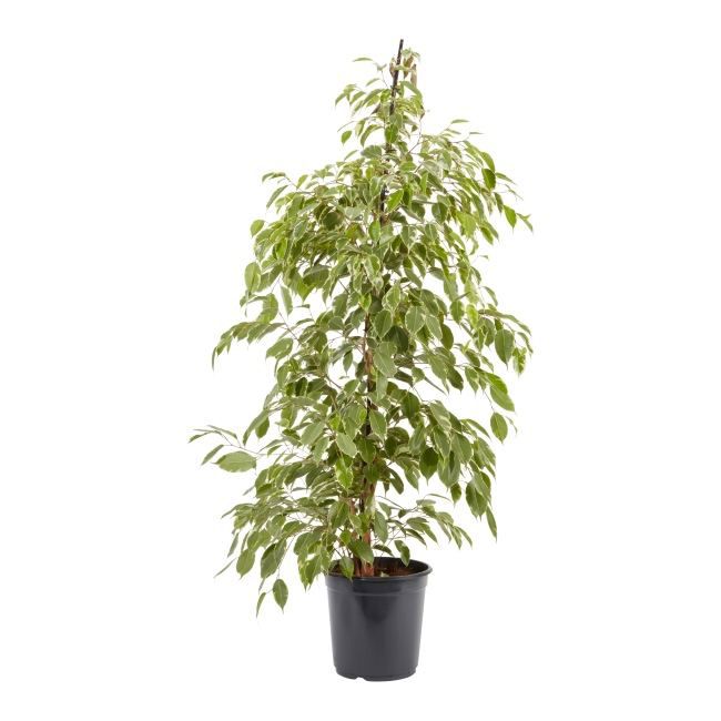 Fikus Benjamina doniczka 12 cm wys. 110 cm