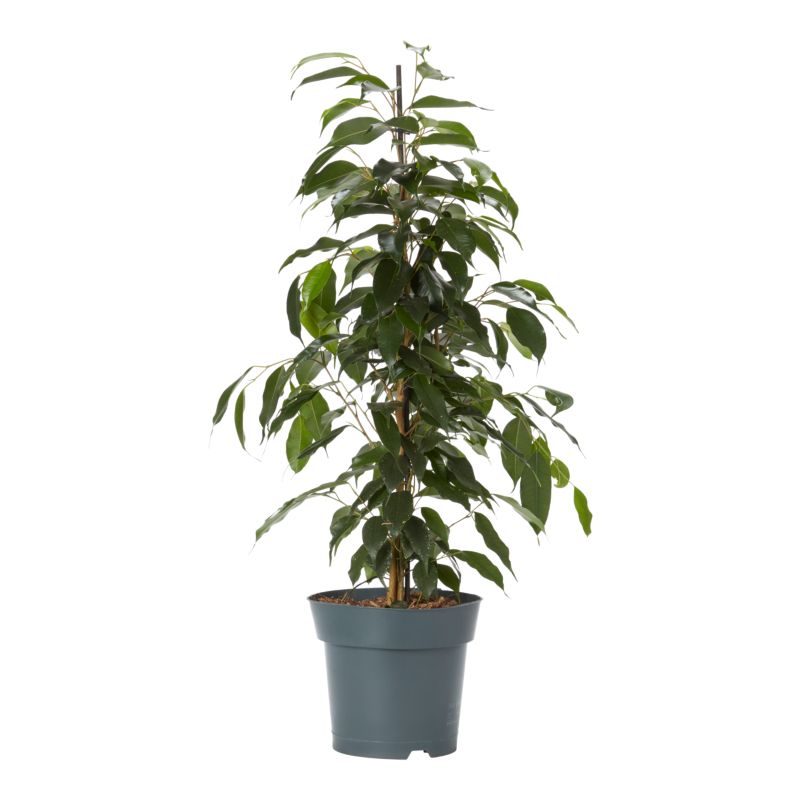 Fikus Benjamina mix 17 cm