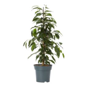 Fikus Benjamina mix 17 cm