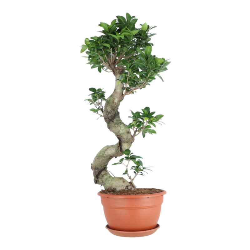 Fikus Ginseng 27 cm
