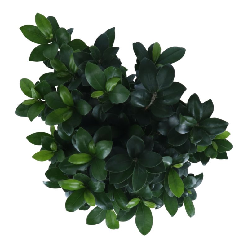Fikus Ginseng 27 cm
