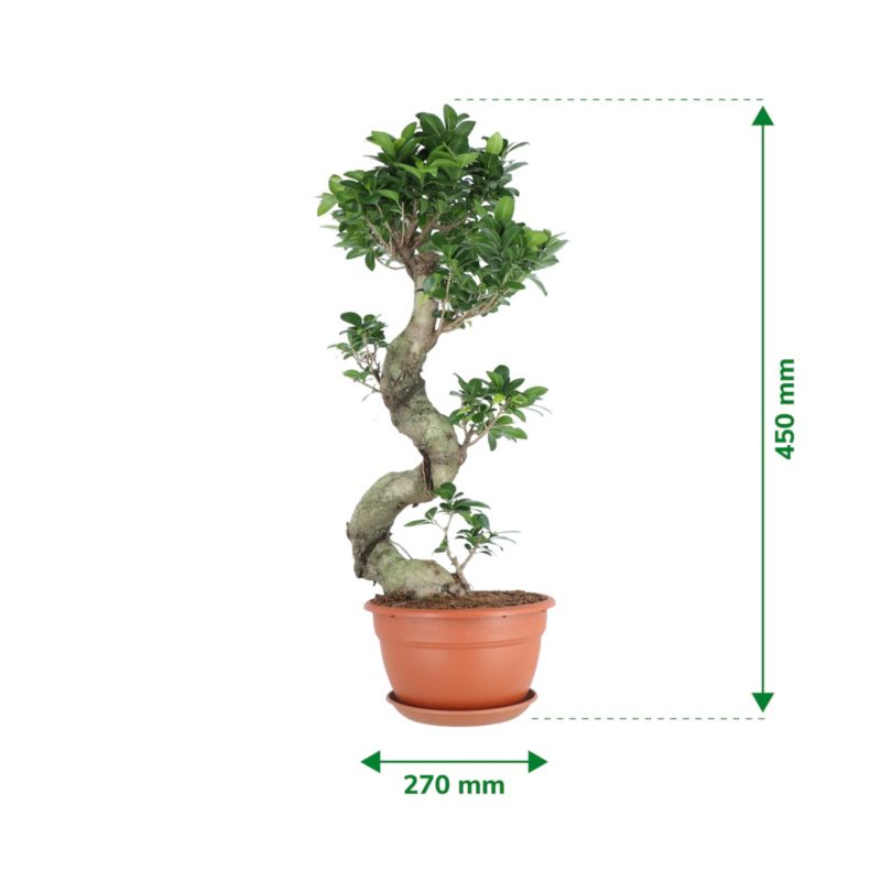 Fikus Ginseng 27 cm