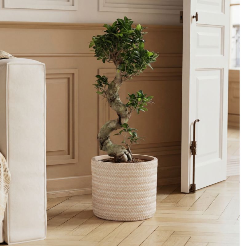 Fikus Ginseng 27 cm