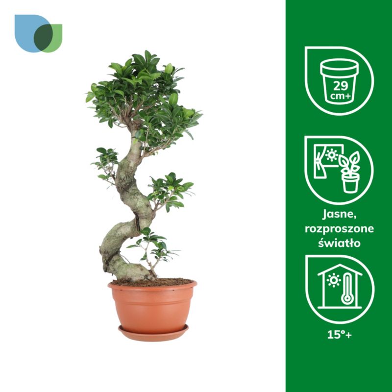 Fikus Ginseng 27 cm