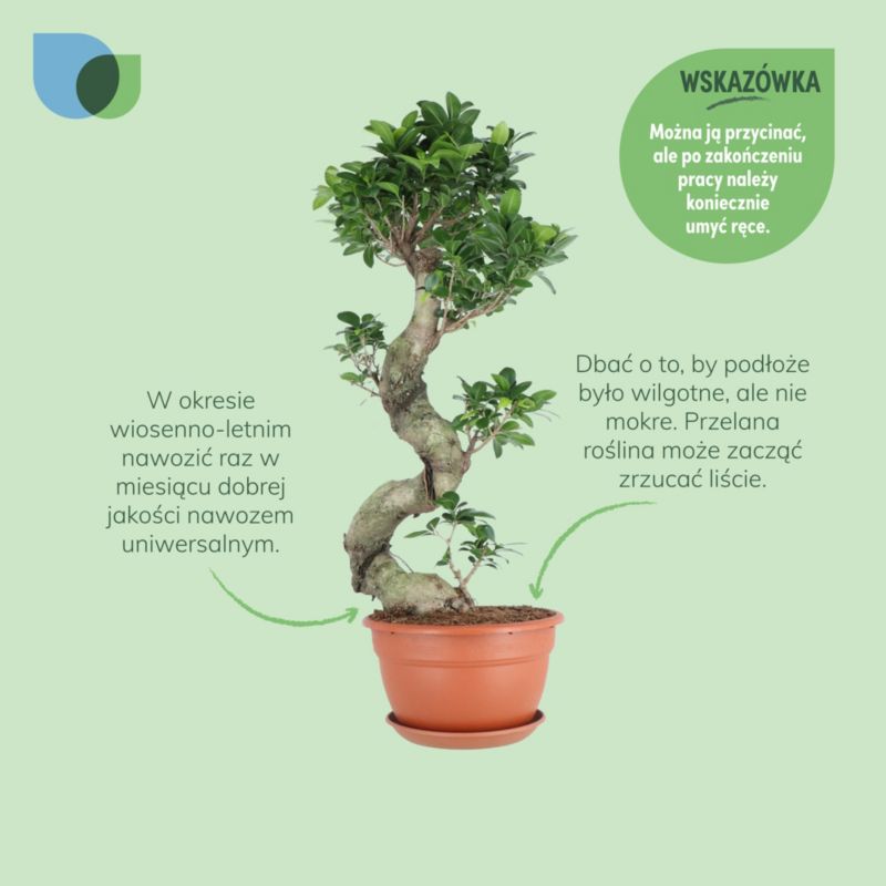 Fikus Ginseng 27 cm