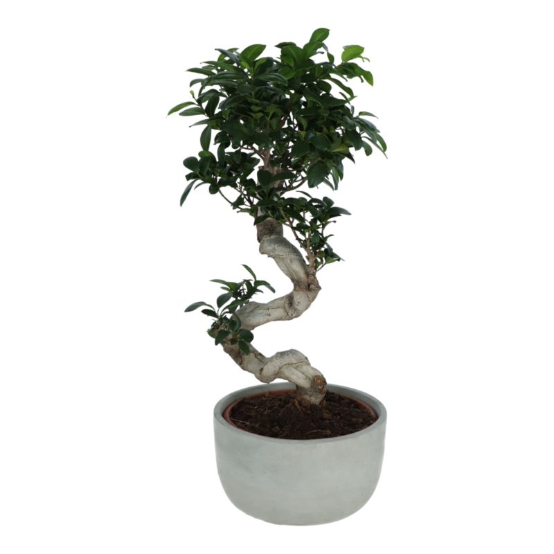 Fikus Ginseng ceramiczna doniczka 30 cm