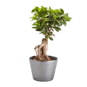 Fikus ginseng GoodHome 17 cm wys. 40 cm