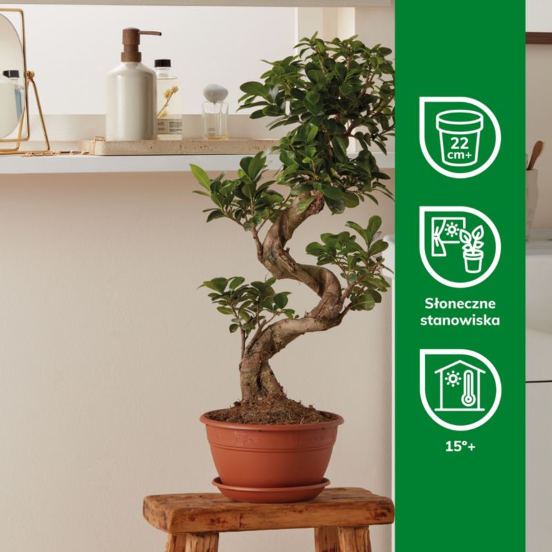 Fikus ginseng GoodHome 20 cm wys. 50 cm