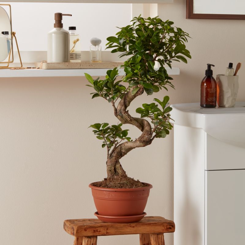 Fikus ginseng GoodHome 20 cm wys. 50 cm