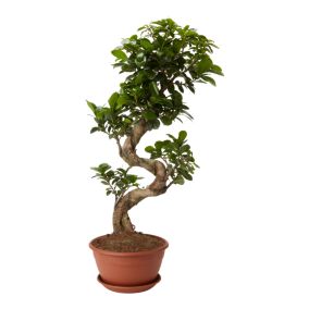 Fikus ginseng GoodHome 20 cm wys. 50 cm