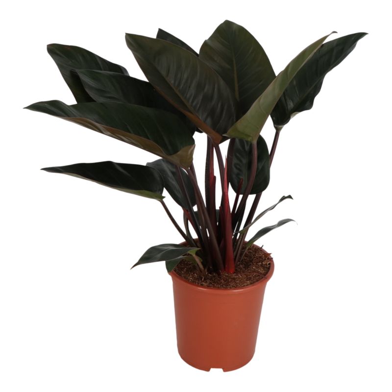 Filodendron Congo 27 cm