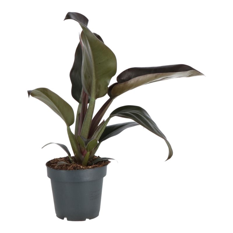 Filodendron czerwony 12 cm
