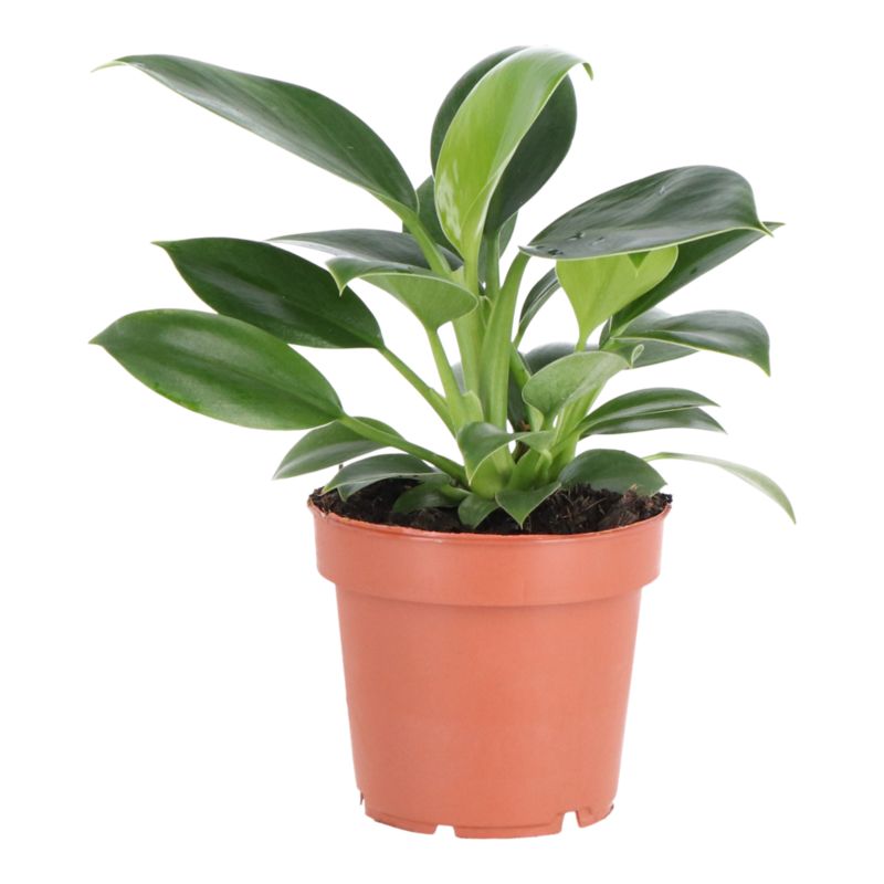 Filodendron mix 12 cm II
