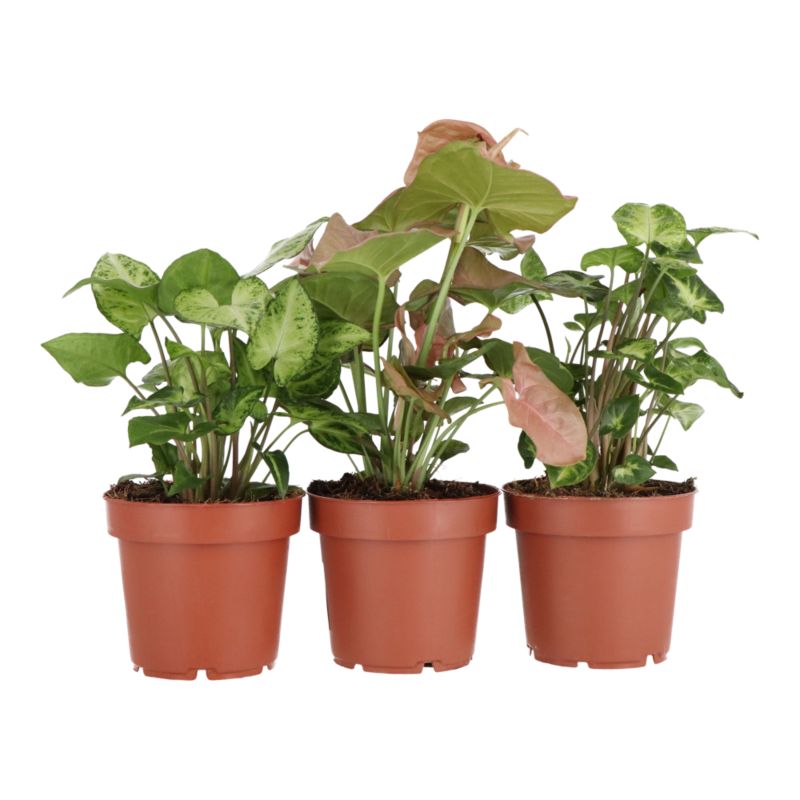 Filodendron mix 12 cm