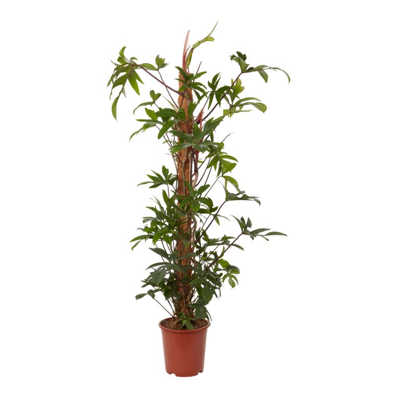 Filodendron Pedatumm Mosspole 27 cm wys. 160 cm