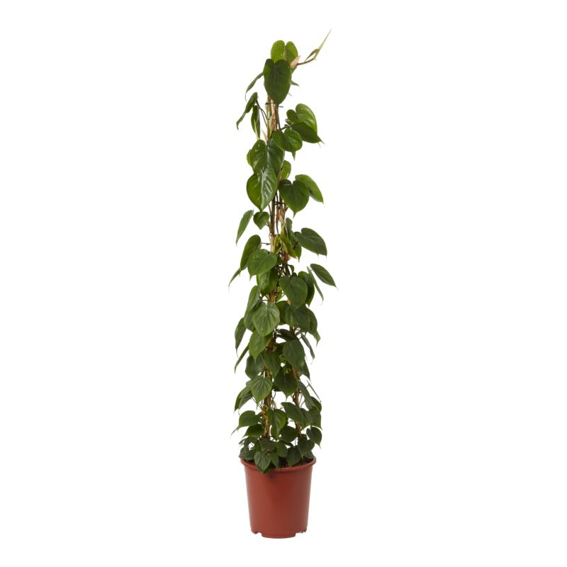 Filodendron Pyramid 27 cm wys. 150 cm