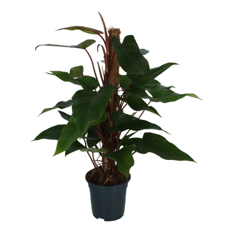 Filodendron Red Climber 19 cm