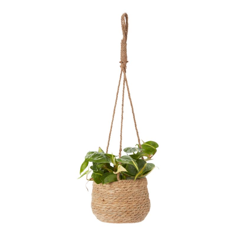 Filodendron Scandens w plecionce Verve 12 cm wys. 20 cm