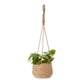 Filodendron Scandens w plecionce Verve 12 cm