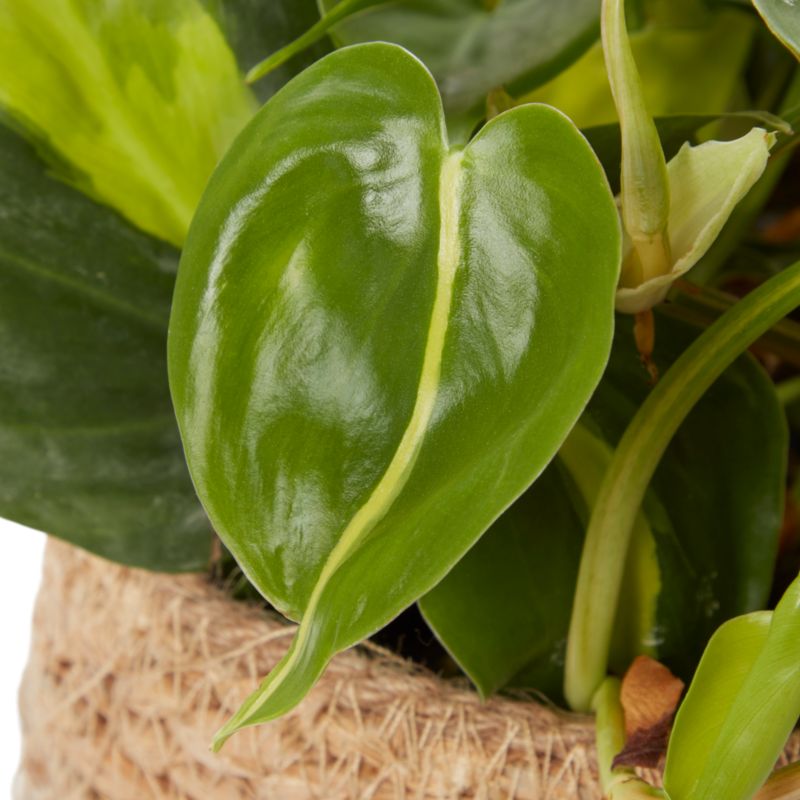 Filodendron Scandens w plecionce Verve 12 cm