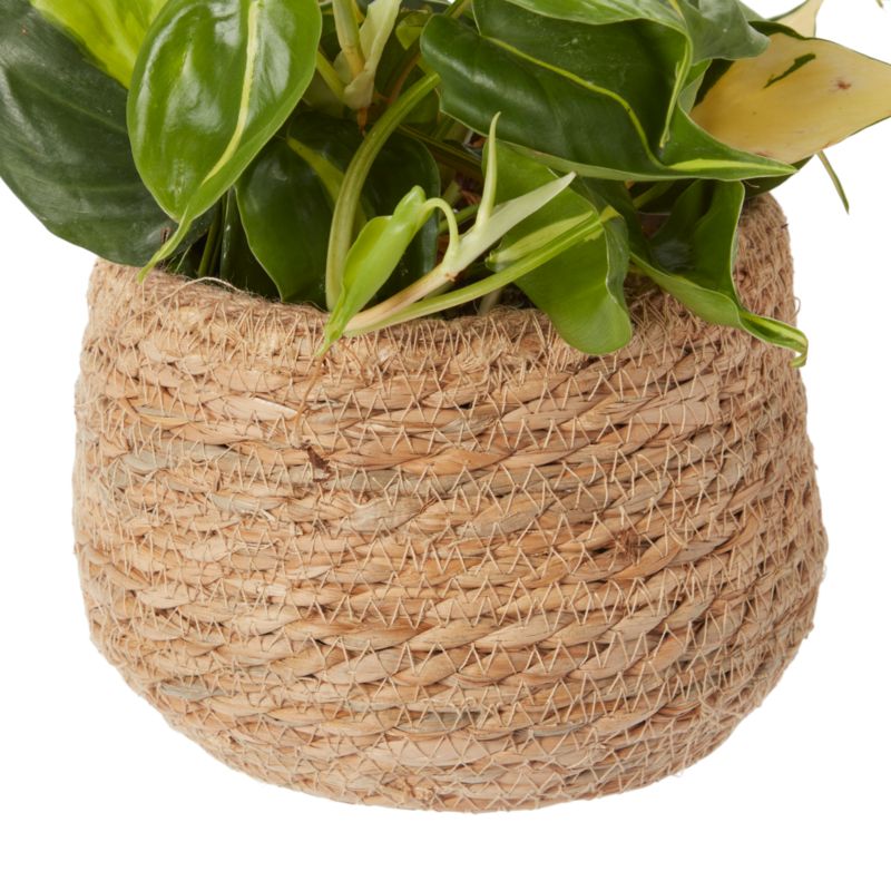 Filodendron Scandens w plecionce Verve 12 cm