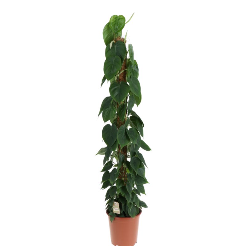 Filodendron Scandes Moss Pole 27 cm