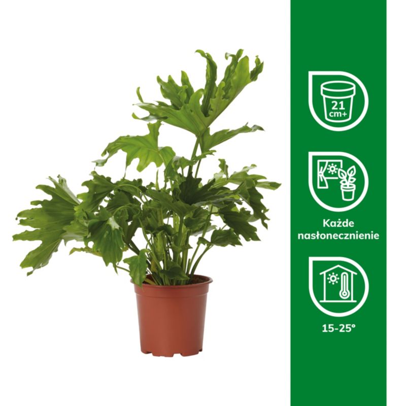 Filodendron Selloum 19 cm wys. 70 cm