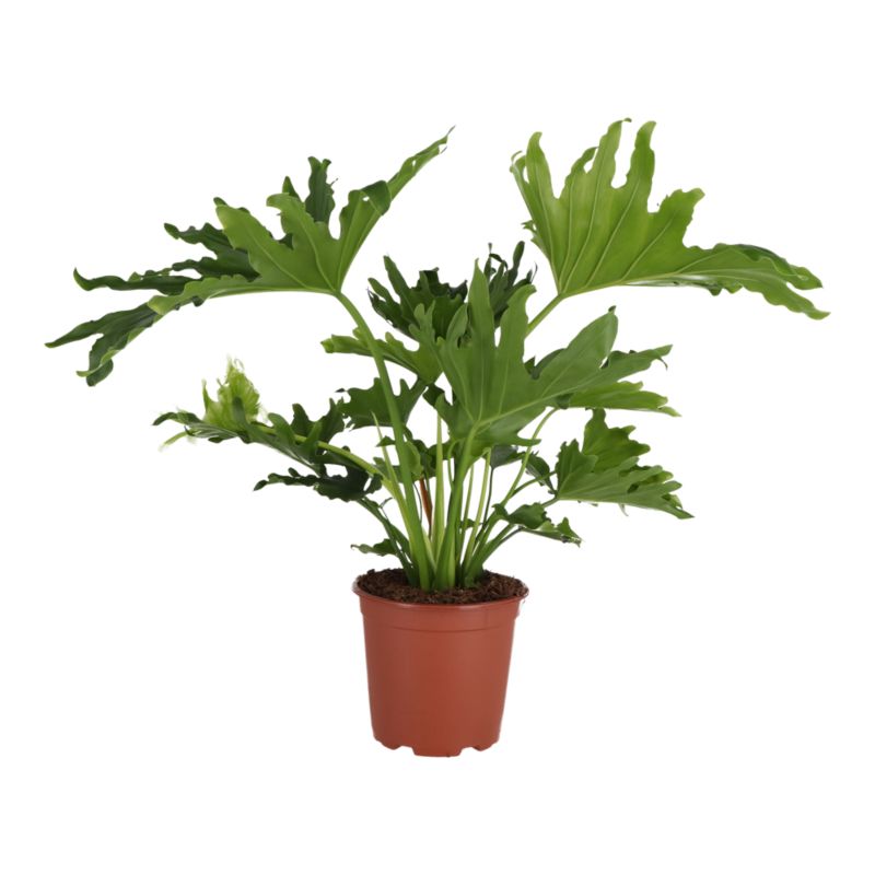 Filodendron Selloum 19 cm wys. 70 cm