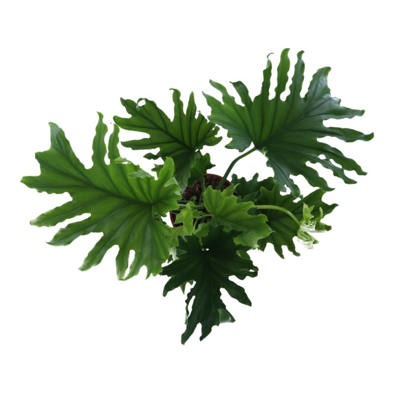 Filodendron Selloum 19 cm wys. 70 cm