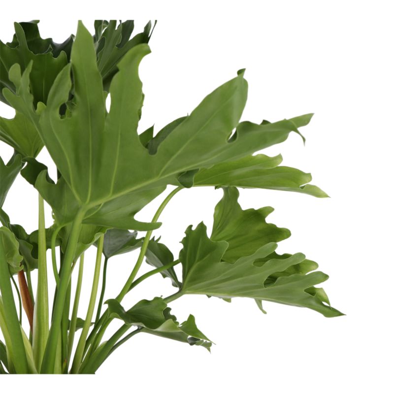 Filodendron Selloum 19 cm wys. 70 cm