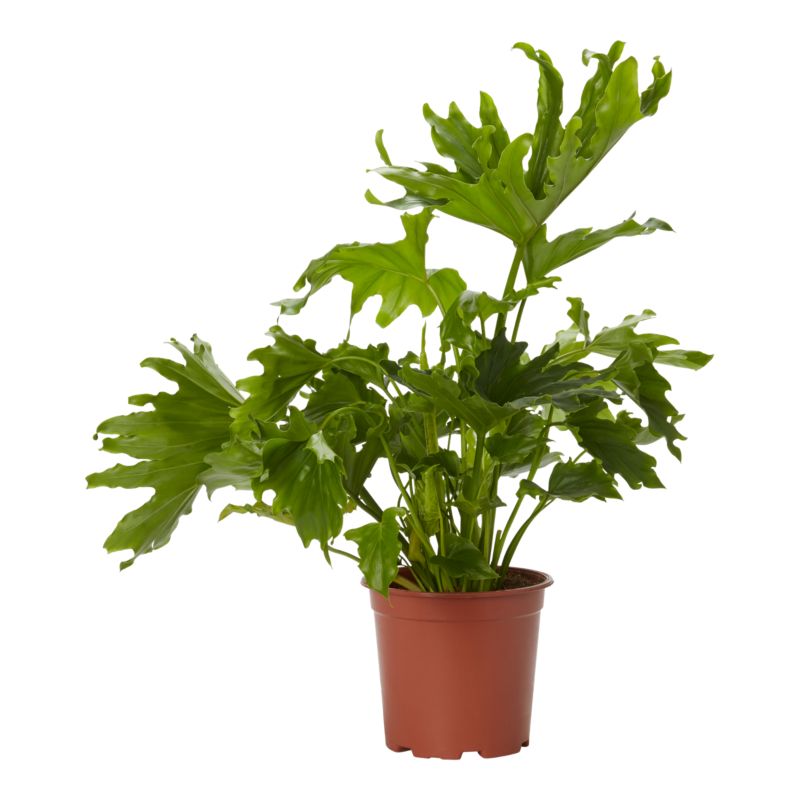 Filodendron Selloum 19 cm wys. 70 cm