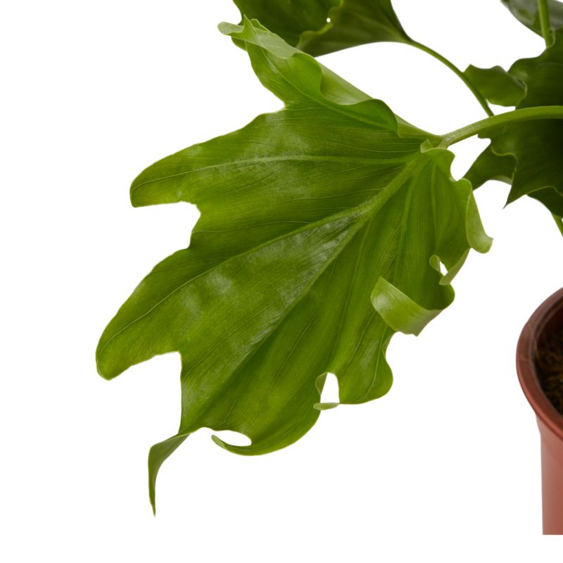 Filodendron Selloum 19 cm wys. 70 cm