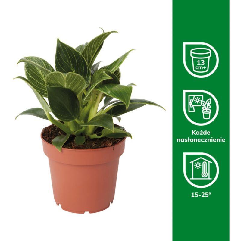 Filodendron White Wave 12 cm wys. 25 cm