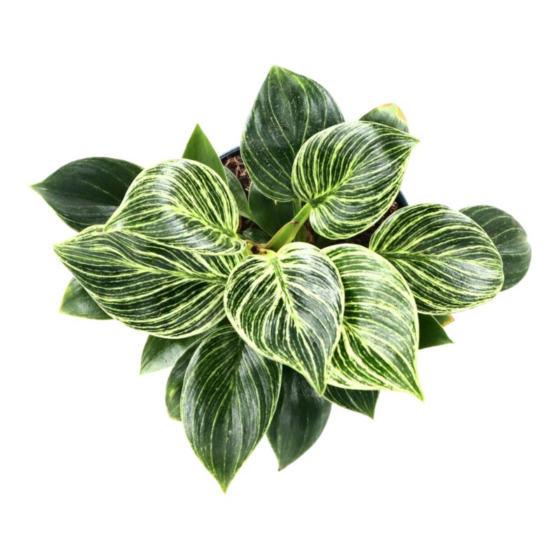 Filodendron White Wave 12 cm wys. 25 cm