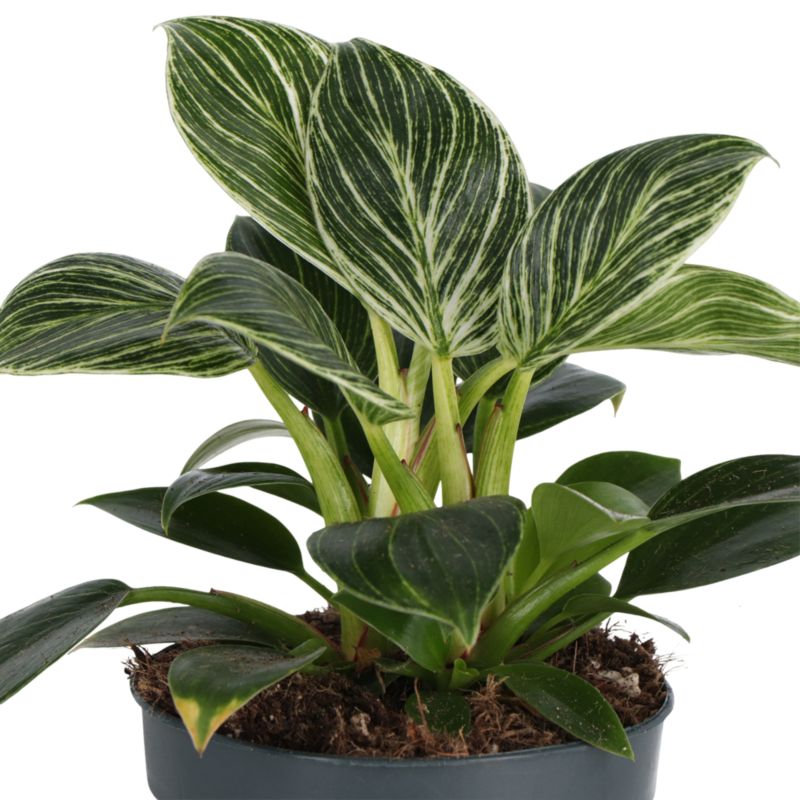 Filodendron White Wave 12 cm wys. 25 cm