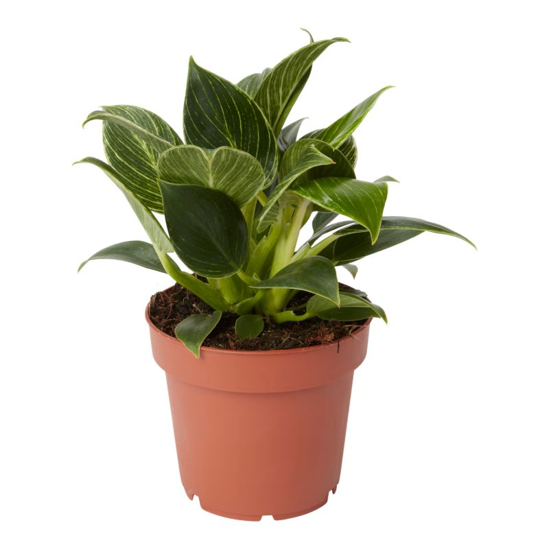 Filodendron White Wave 12 cm wys. 25 cm