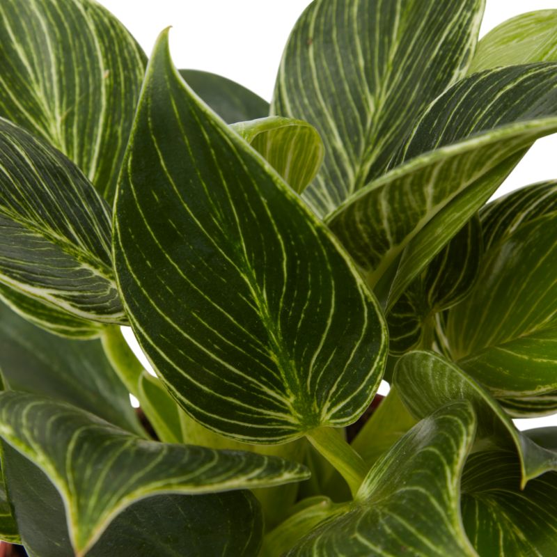 Filodendron White Wave 12 cm wys. 25 cm