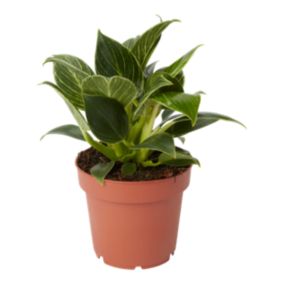 Filodendron White Wave 12 cm