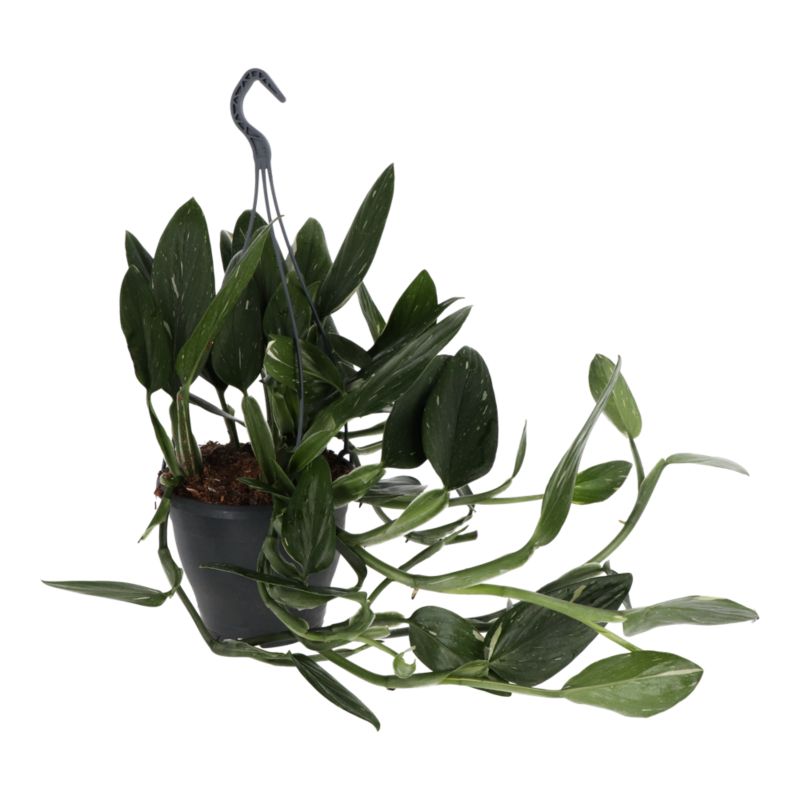 Filodendron wiszący 19 cm