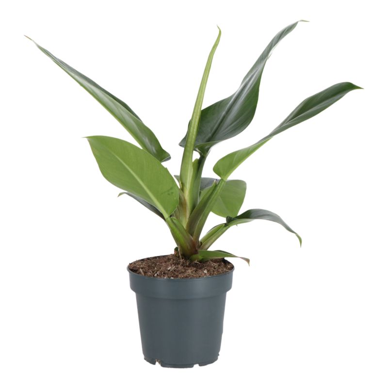 Filodendron zielony 12 cm