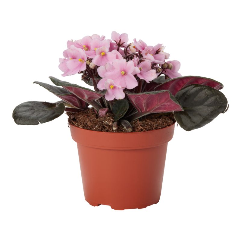 Fiołek afrykański 12 cm wys. 15 cm